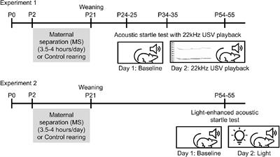 Age- and sex-specific effects of maternal separation on the acoustic startle reflex in rats: early baseline enhancement in females and blunted response to ambiguous threat